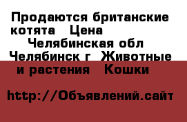 Продаются британские котята › Цена ­ 3000-3500 - Челябинская обл., Челябинск г. Животные и растения » Кошки   